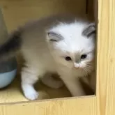 ラグドール【静岡県・男の子・2025年9月9日・ブルーポイントバイカラー】の写真4