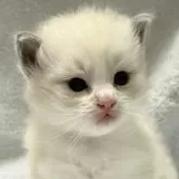 ラグドール【静岡県・男の子・2025年9月4日・ブルーポイントバイカラー】の写真4