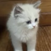 ラグドール【静岡県・女の子・2025年9月4日・ブルーポイントバイカラー】の写真6