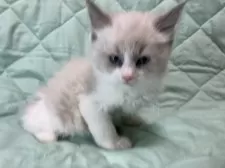 ラグドール【静岡県・男の子・2024年12月6日・ブルーポイントバイカラー】の写真4