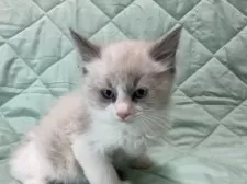 ラグドール【静岡県・男の子・2024年12月6日・ブルーポイントバイカラー】の写真5