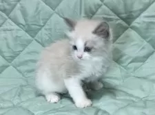 ラグドール【静岡県・男の子・2024年12月6日・ブルーポイントバイカラー】の写真8