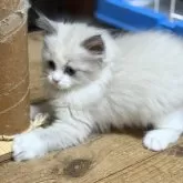 ラグドール【静岡県・女の子・2025年9月4日・ブルーポイントバイカラー】の写真7