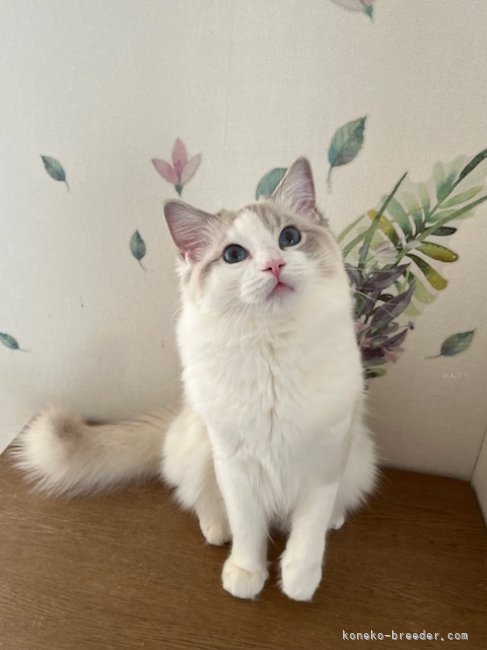 羽田　志乃(はた　しの)ブリーダー(北海道・ラグドール・CFA/TICA/GCU登録)の紹介写真2