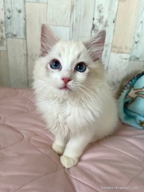 羽田　志乃(はた　しの)ブリーダー(北海道・ラグドール・CFA/TICA/GCU登録)の紹介写真3