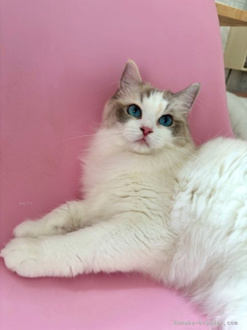 羽田　志乃(はた　しの)ブリーダー(北海道・ラグドール・CFA/TICA/GCU登録)の紹介写真5