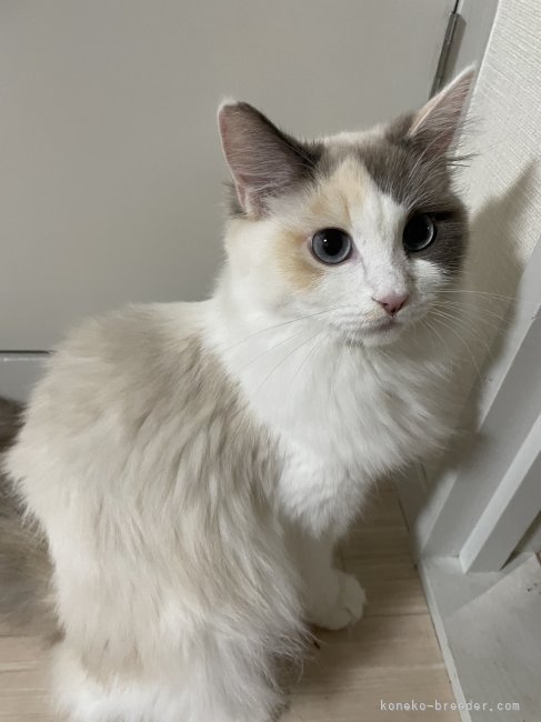 サイベリアン【・女の子・2022年1月23日・トーティポイント&amp;ホワイト】