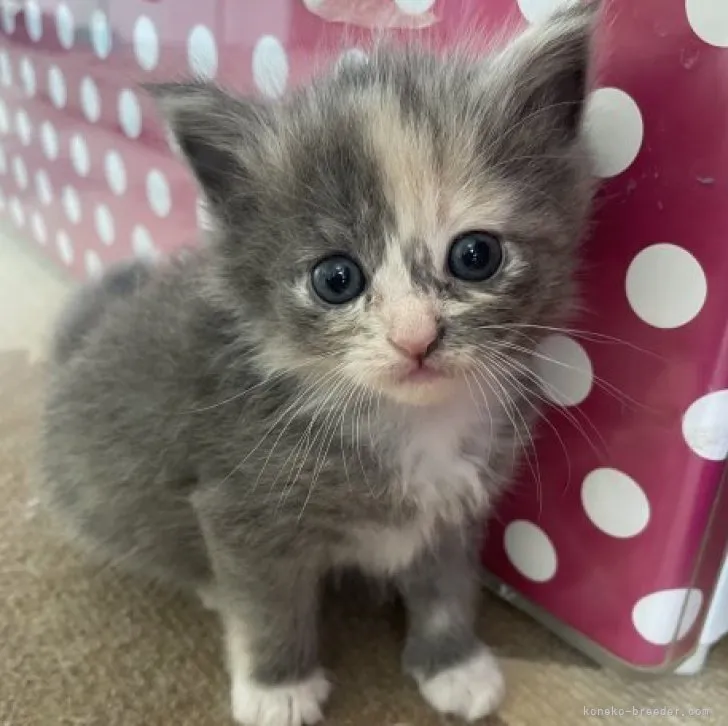 ID:2306-03540の子猫
