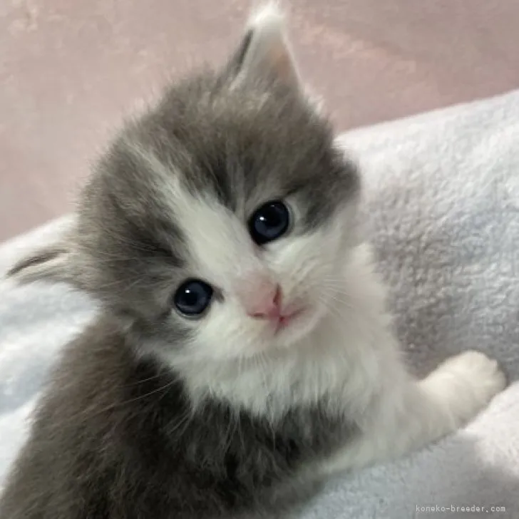 ID：2303-02754の子猫