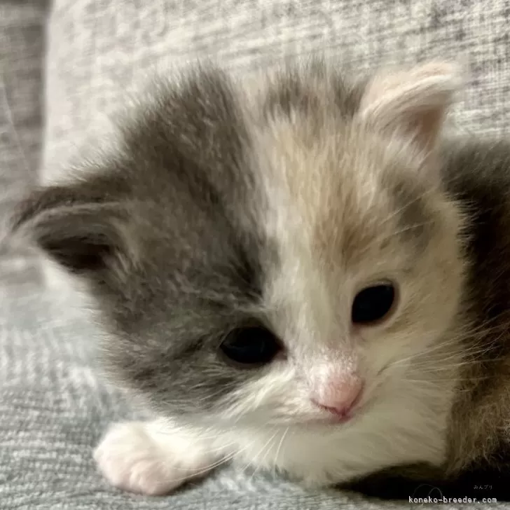 ID：2403-00205の子猫