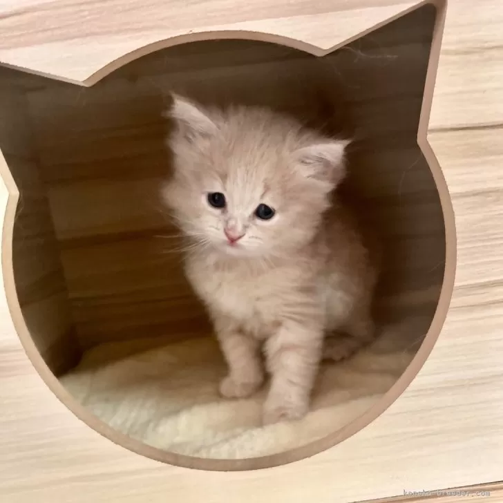 ID：2406-02745の子猫