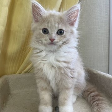 サイベリアン【茨城県・女の子・2023年6月1日・クリームアンドホワイト】の写真「クリームの女の子　しっぽがシマシマ」