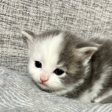 サイベリアン【茨城県・男の子・2024年2月12日・ブルーホワイト】の写真「ポチャッコちゃんみたい」