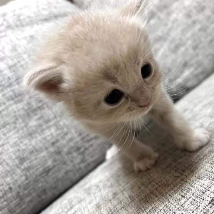 ID：2505-02090の子猫