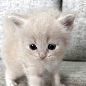 サイベリアン【茨城県・男の子・2025年4月21日・クリーム】の写真「クリーム系3匹の1番白い子」