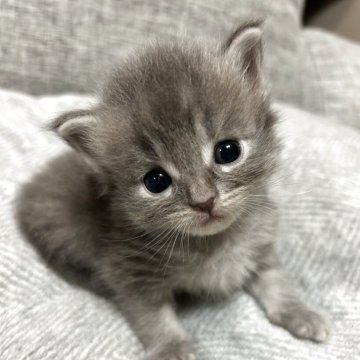 サイベリアン【茨城県・男の子・2025年4月21日・ブルー】の写真「ブルーの男の子」