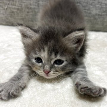 サイベリアン【茨城県・女の子・2025年9月11日・ブルータビー】の写真「お茶目な美少女」