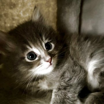 サイベリアン【茨城県・男の子・2025年9月11日・ブルー】の写真「モデル級美男子」