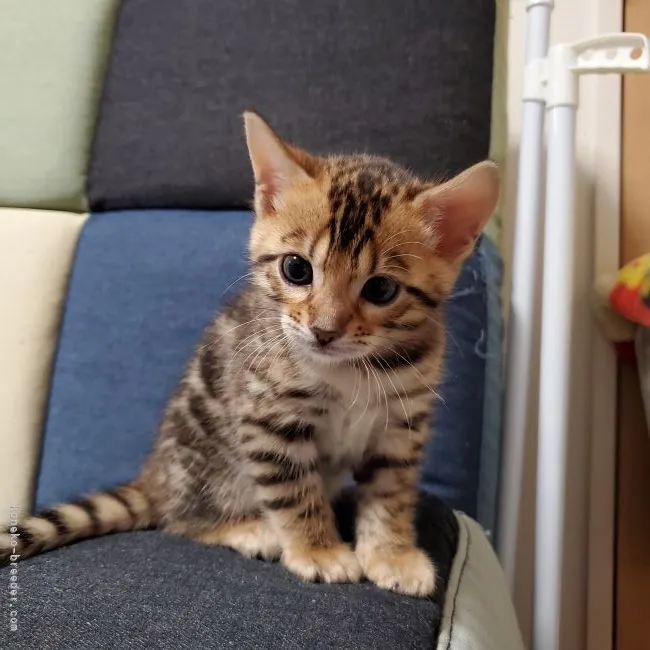 ID：2106-02831の子猫