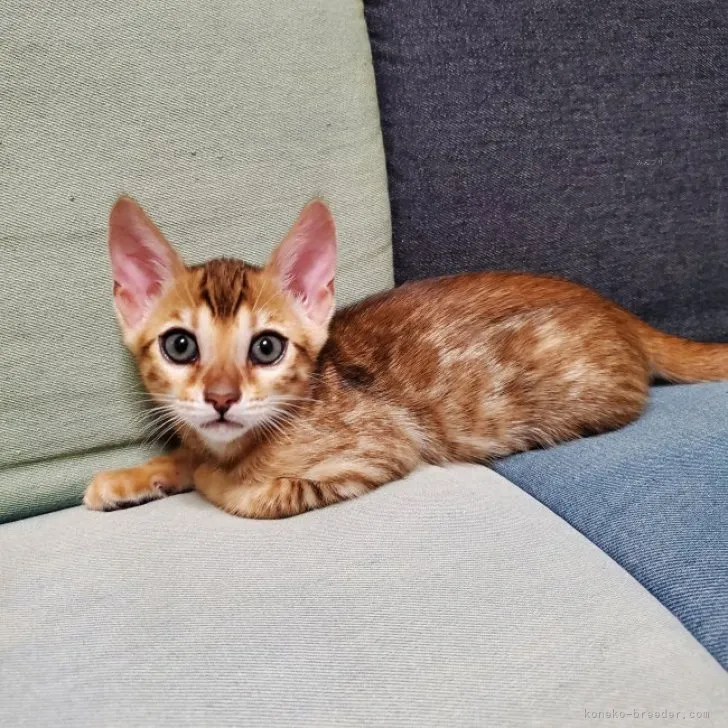 ID：2310-01947の子猫