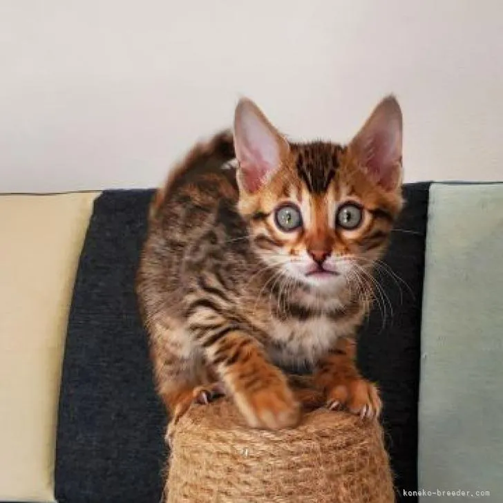 ID:2303-00983の子猫