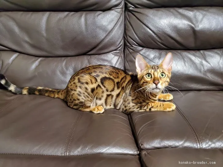 Shino62 様のお迎えした子猫