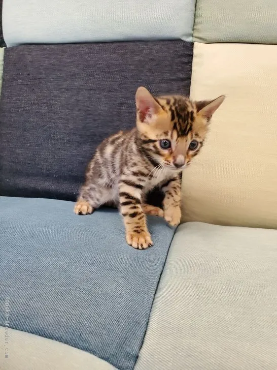 ID:2101-00027の子猫