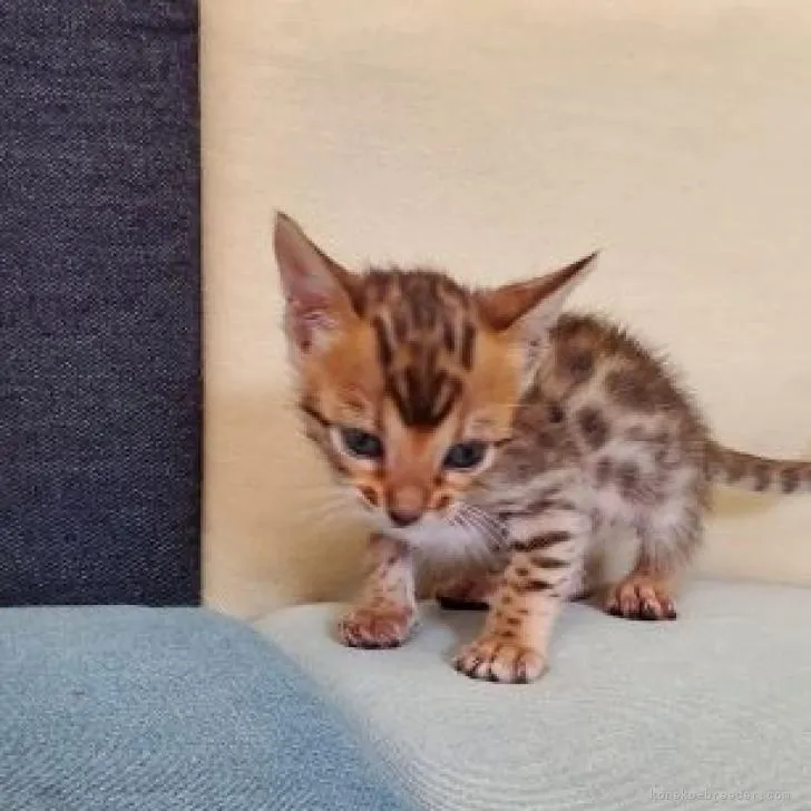 ID:2209-01602の子猫