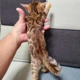 ベンガル【埼玉県・女の子・2023年8月28日・ブラウンスポテッドタビー(ロゼット)シルキータッチ】の写真2「10/20撮影ファジー期ですが濃淡ハッキリしてます✨」