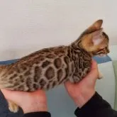 ベンガル【埼玉県・女の子・2023年1月21日・ブラウンスポテッドタビー(ロゼット)】の写真3「大きなロゼットがワイルドでゴージャス✨撮影日3月26日」