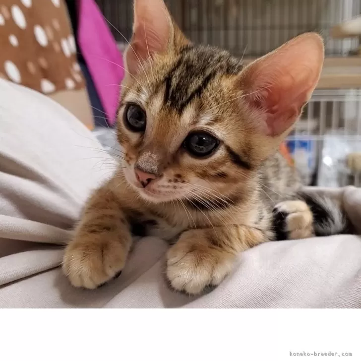 K.K 様のお迎えした子猫