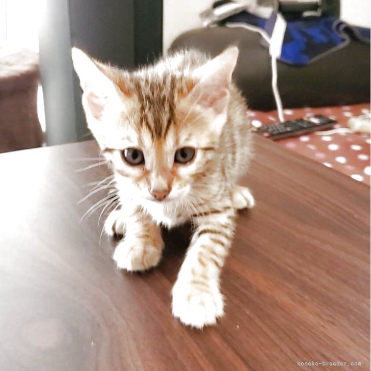 K.K 様のお迎えした子猫