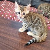 ベンガル