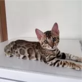 ベンガル