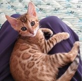 ベンガル