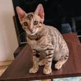 ベンガル