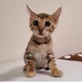 ベンガル