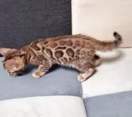 ベンガル【埼玉県・男の子・2025年5月4日・ブラウンスポテッドタビー】の写真2