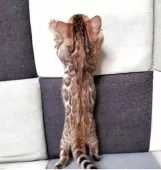 ベンガル【埼玉県・男の子・2025年5月4日・ブラウンスポテッドタビー】の写真3