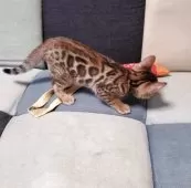 ベンガル【埼玉県・男の子・2025年5月4日・ブラウンスポテッドタビー】の写真4