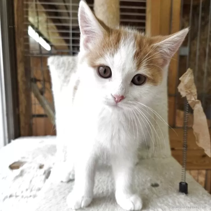 ひなた 様のお迎えした子猫
