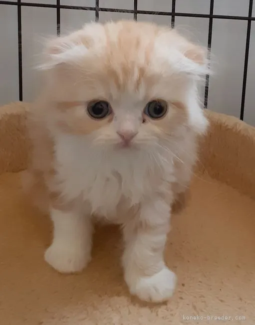 ID:2105-01101の子猫