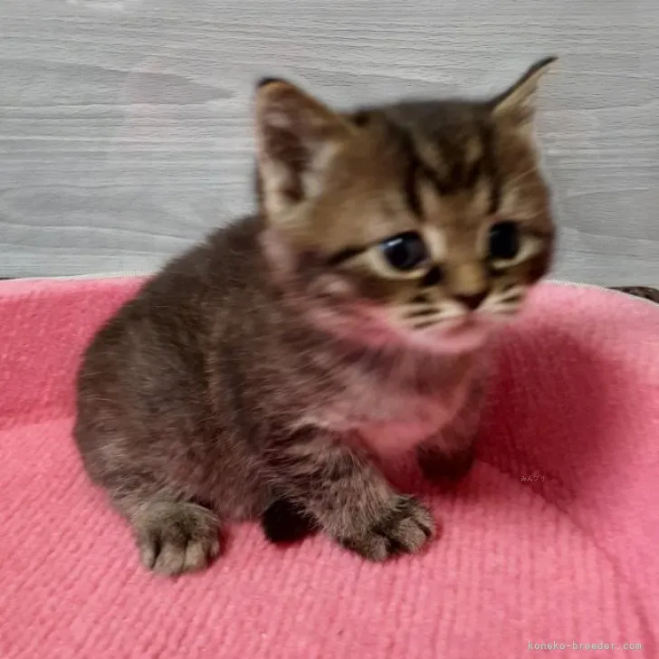 ID:2311-00320の子猫
