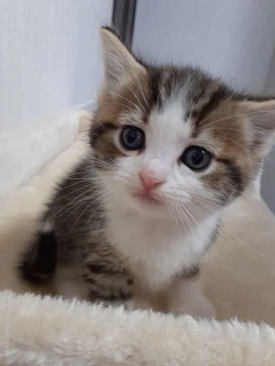ID:2104-02355の子猫