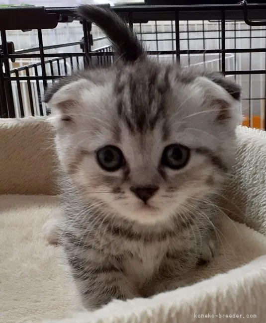 ID：2203-02203の子猫