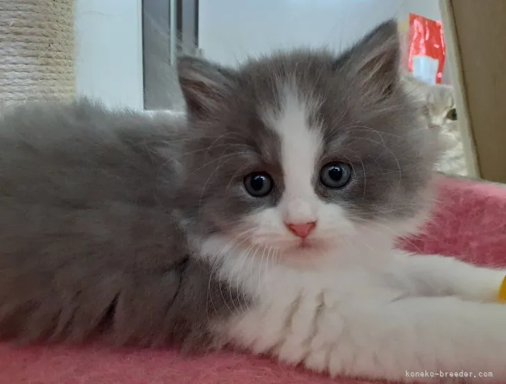 ID:2106-02225の子猫