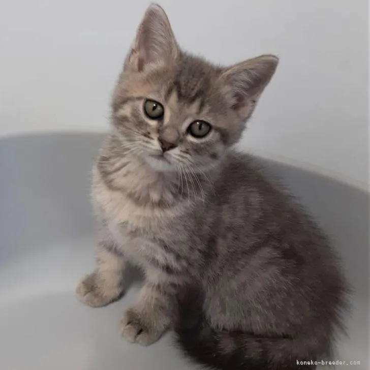 アリ 様のお迎えした子猫
