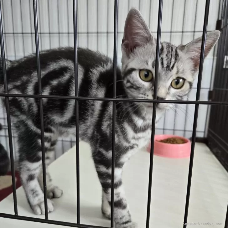 ID：2405-02082の子猫