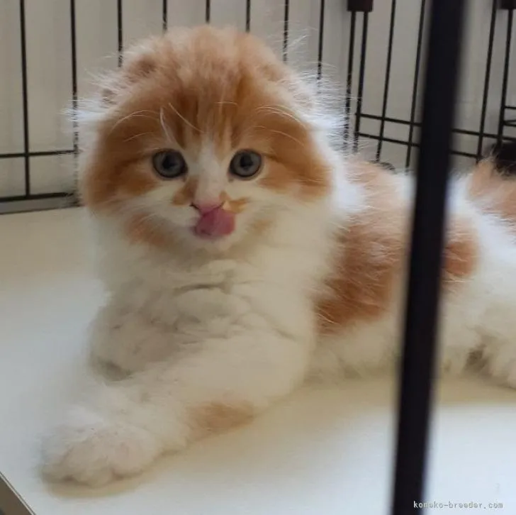 ID:2206-02827の子猫