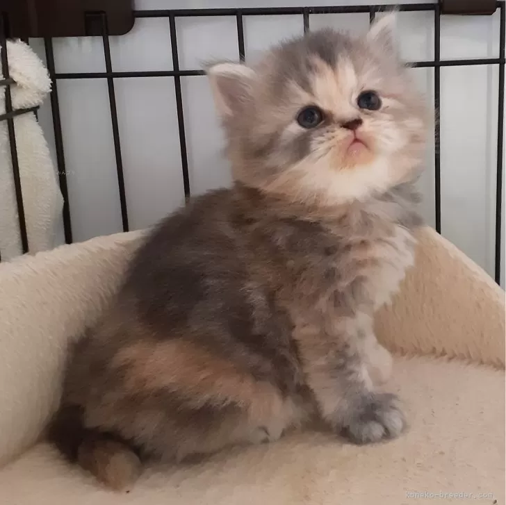ID:2404-01740の子猫